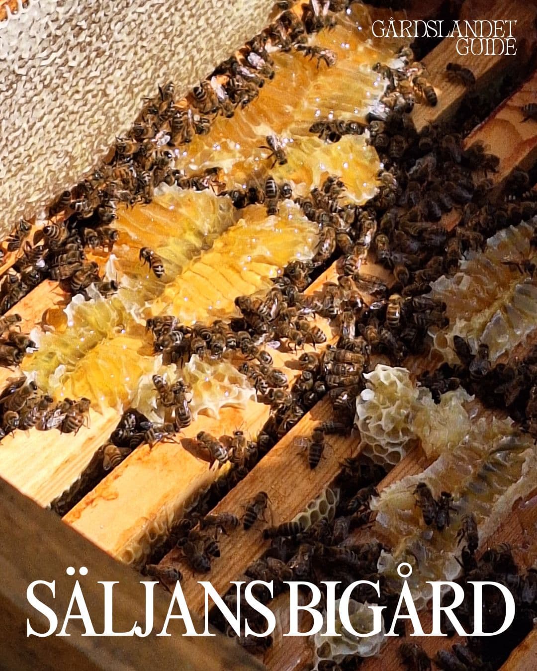 Närbild av bikupa med honungsvaxkakor och bin från Säljans Bigård, presenterad i Gårdslandets redaktionella stil med rubriken "SÄLJANS BIGÅRD"