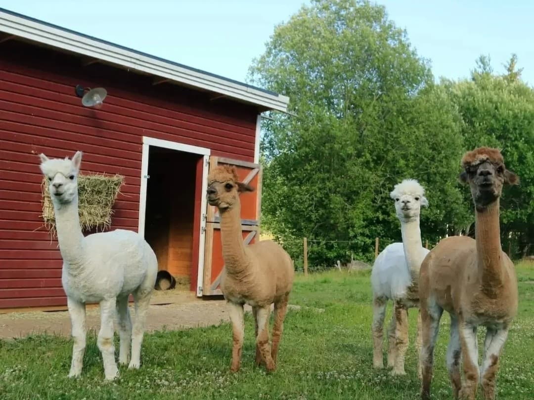 Stall Klockartorp