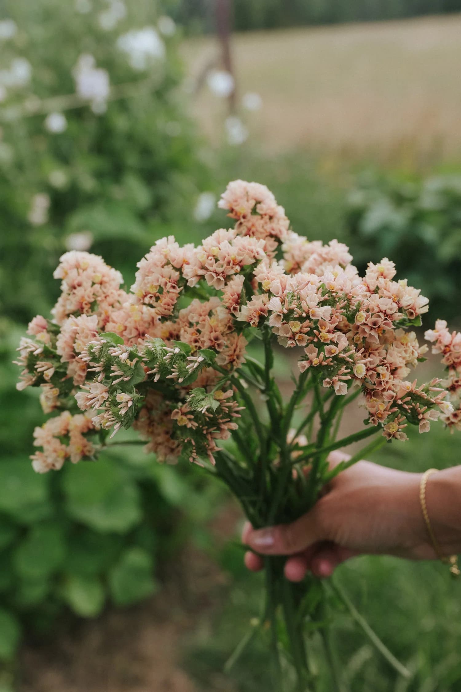Solstugans Blommor