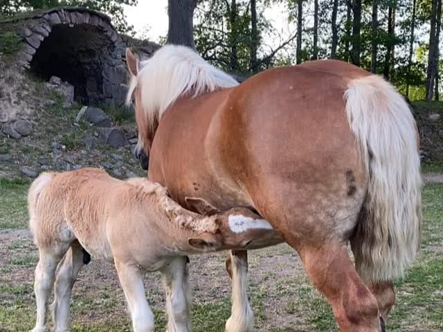 Livet i Pettersäng