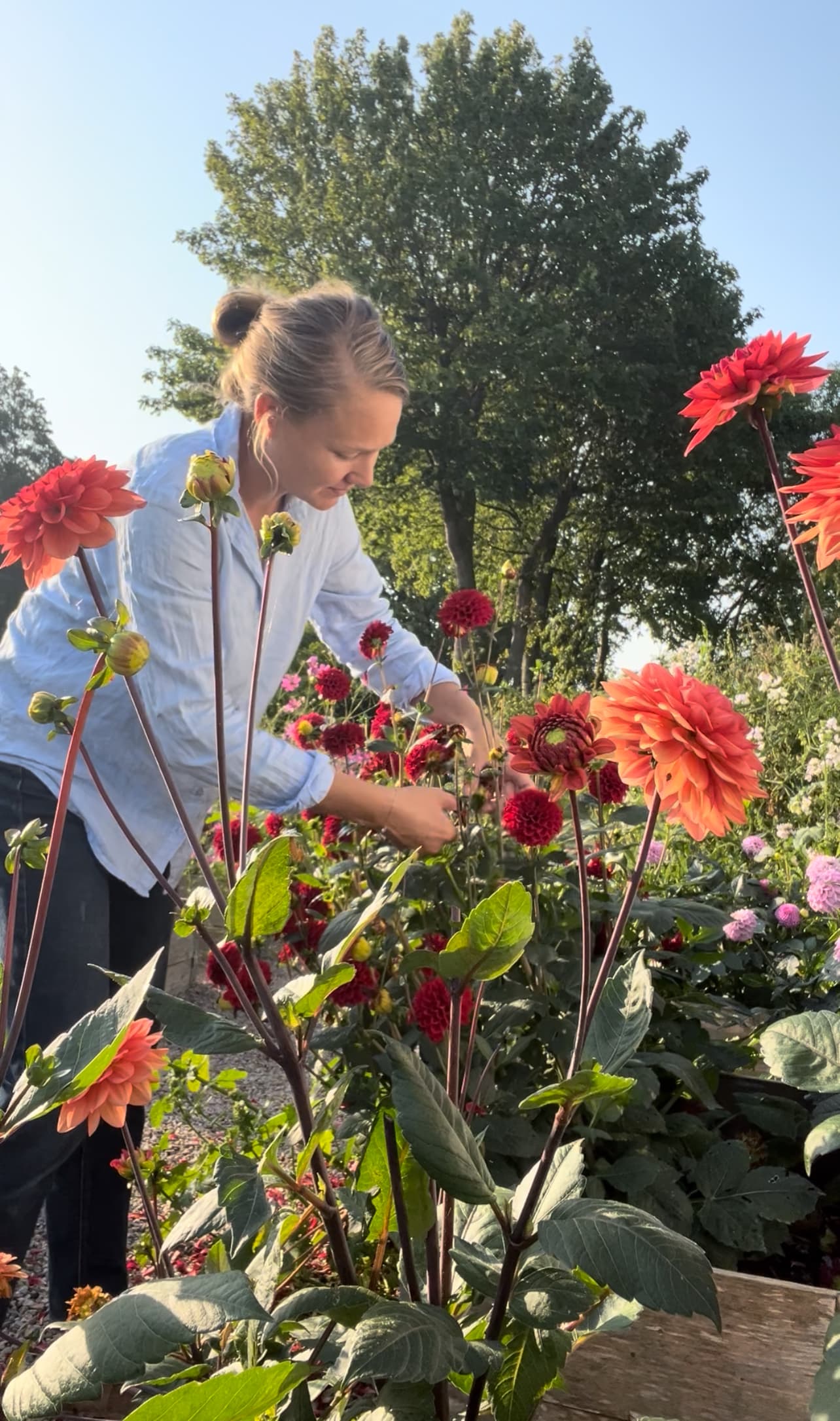 Lilla Isie Boställe