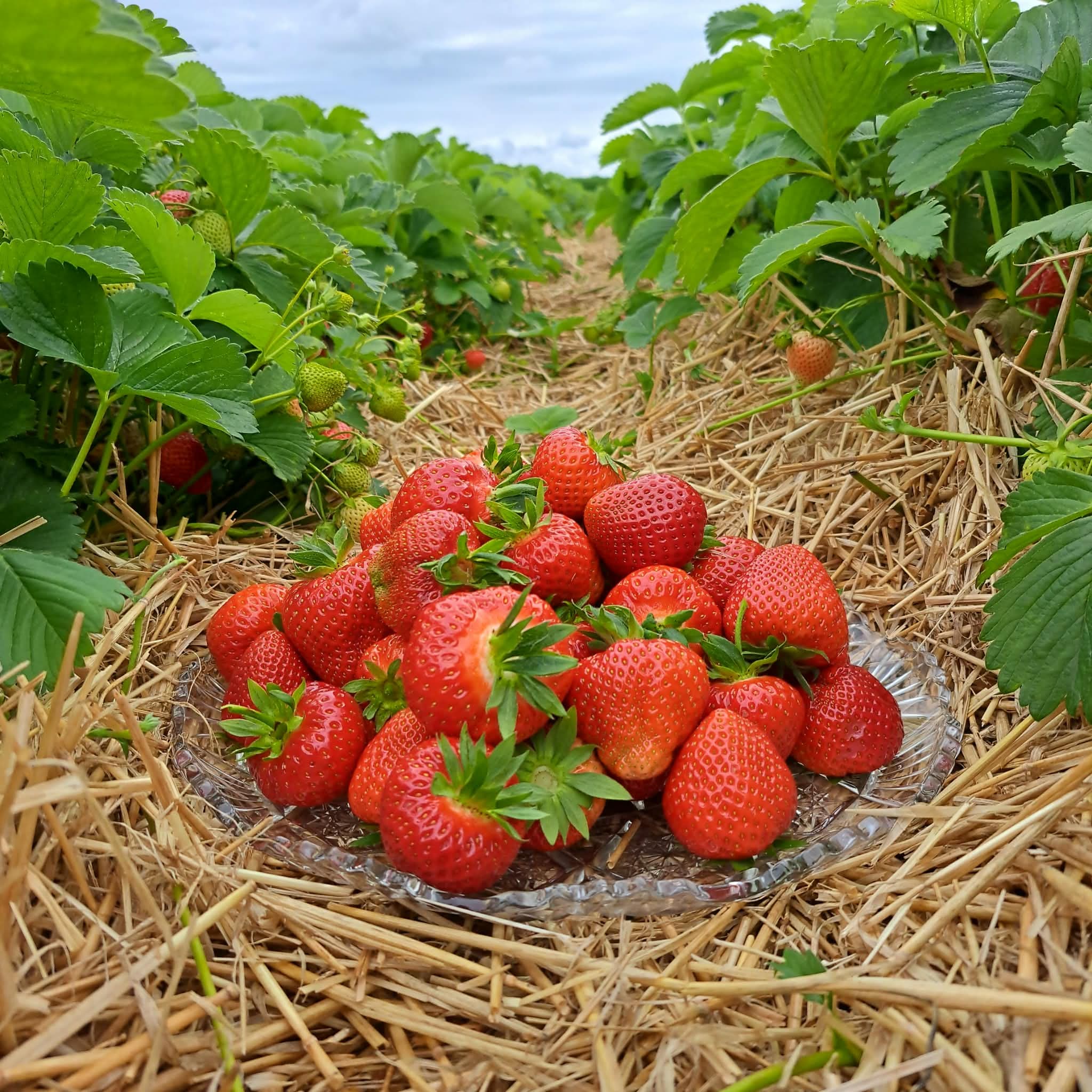 Ängabär jordgubbssjälvplock