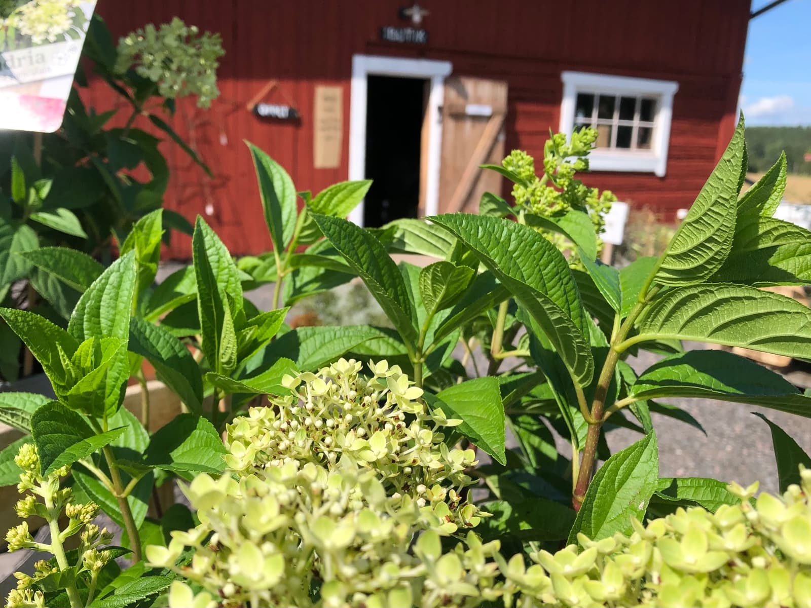 Torsjö Loge