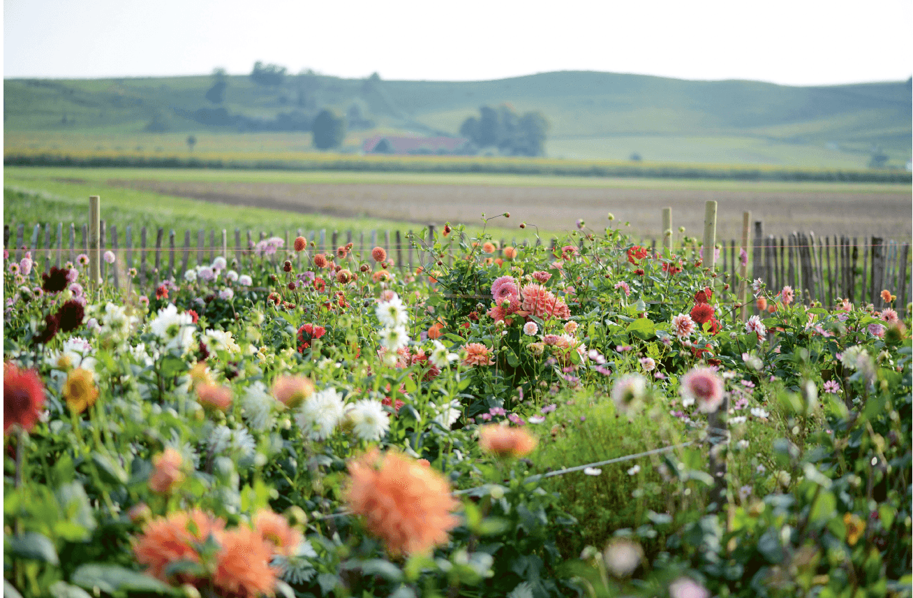 Dahliafarmen på Österlen