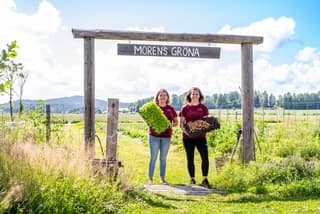 Moren's Gröna