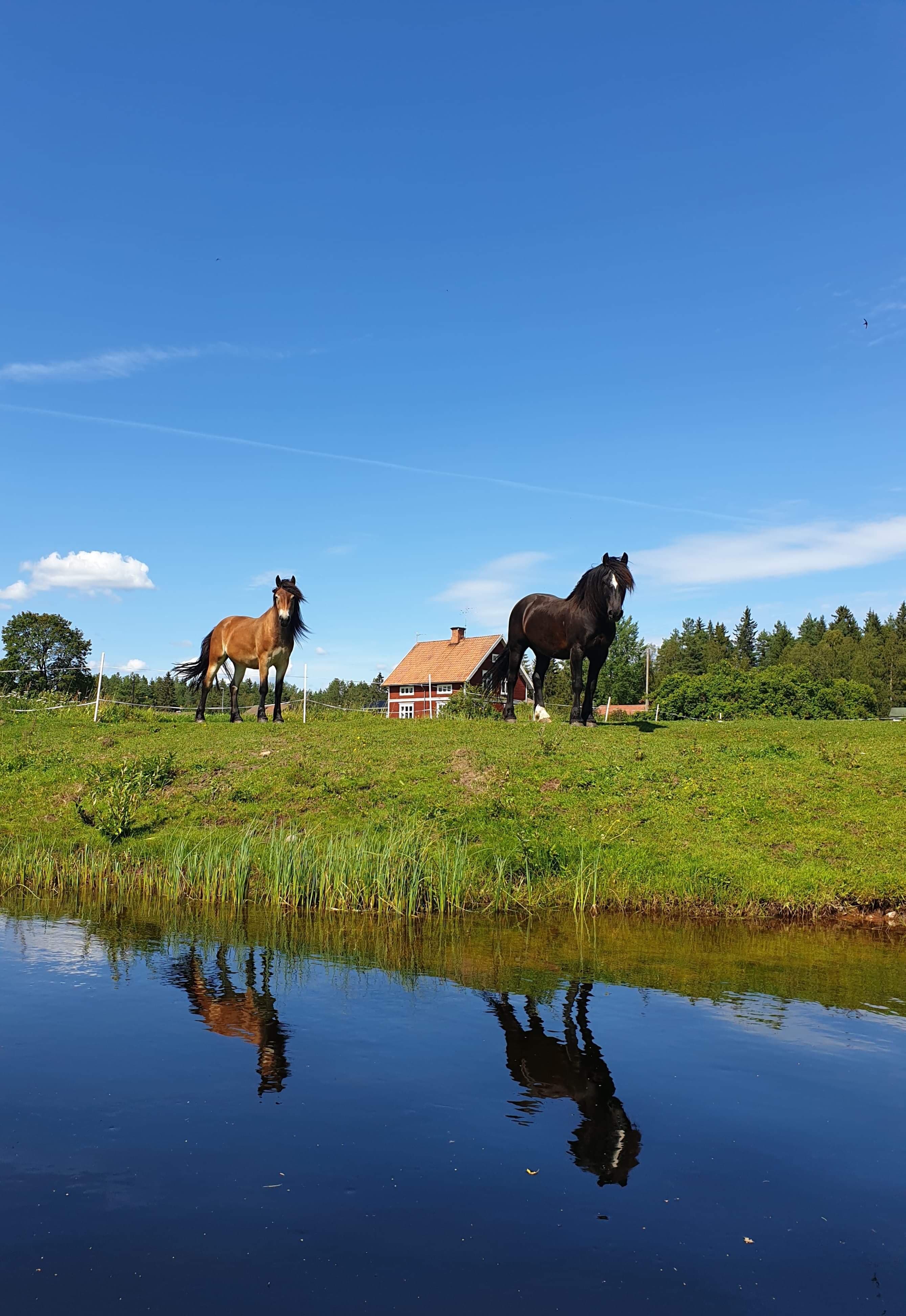 Säljgården i Dala-Järna AB