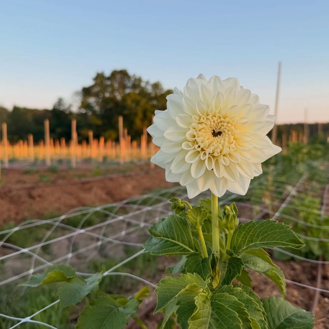 Dahlia District
