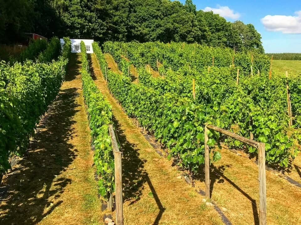 Fredholms Vin