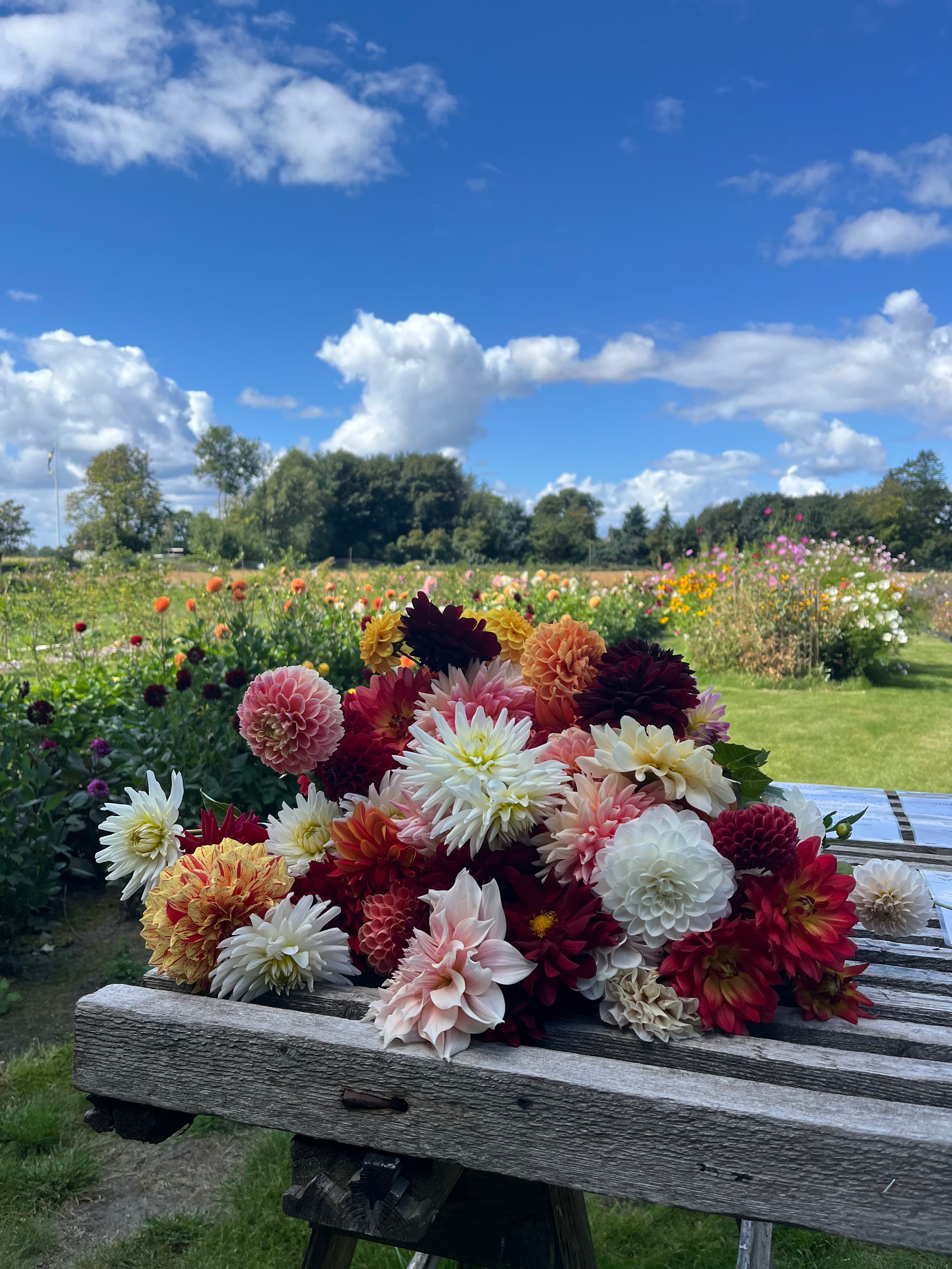 Hanssons plantskola