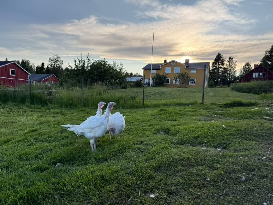 Folkja Gård