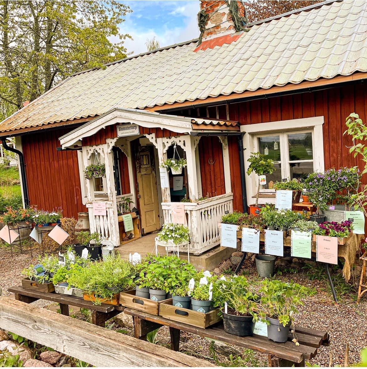 En blomma i landet