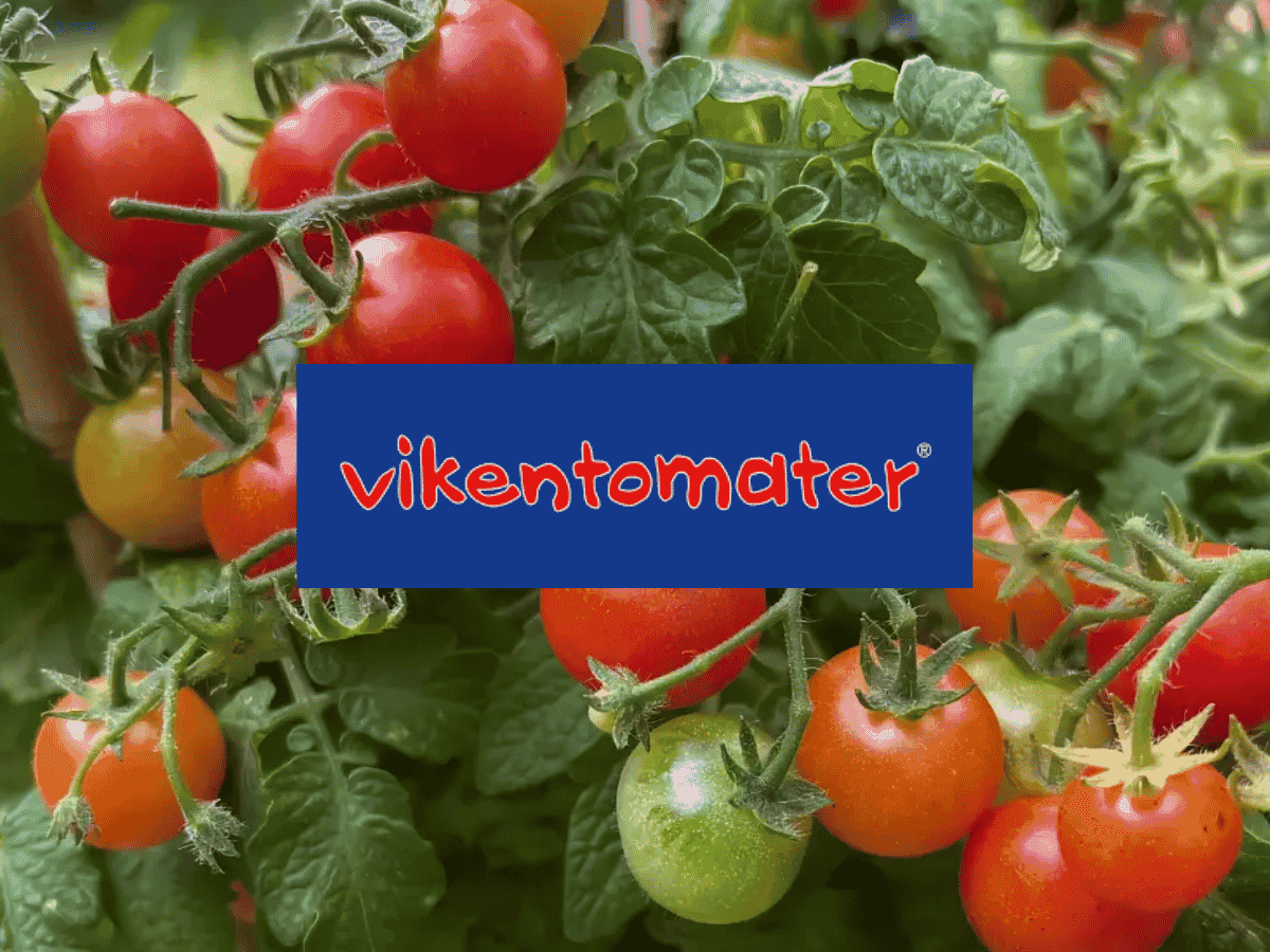 Vikentomater