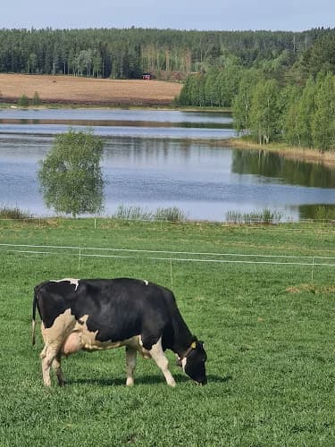 Algots Gård i Piteå AB