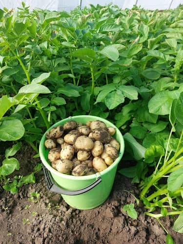 Böste Grönsaker Gårdsbutik