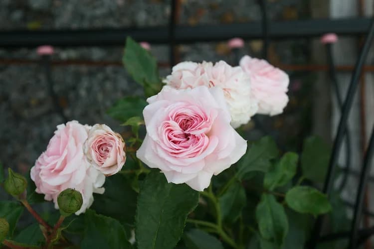 cillas trädgård i torhamn