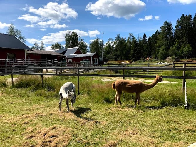 Dalslands Alpacka – Flybo Gård