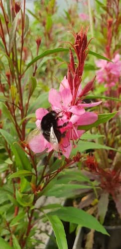 Hällevadsholms Handelsträdgård