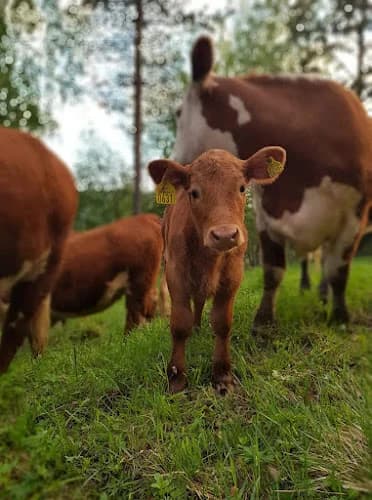 Järkvissle Ekogård