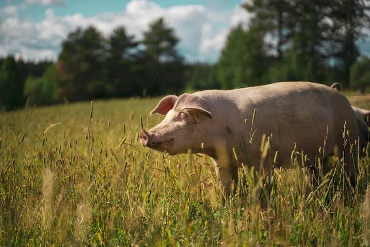 Järvtjärns utegrisar AB