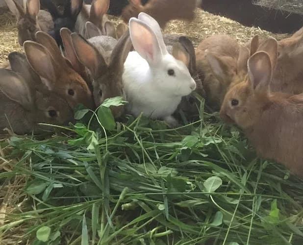 Kågemarkens Kaningård