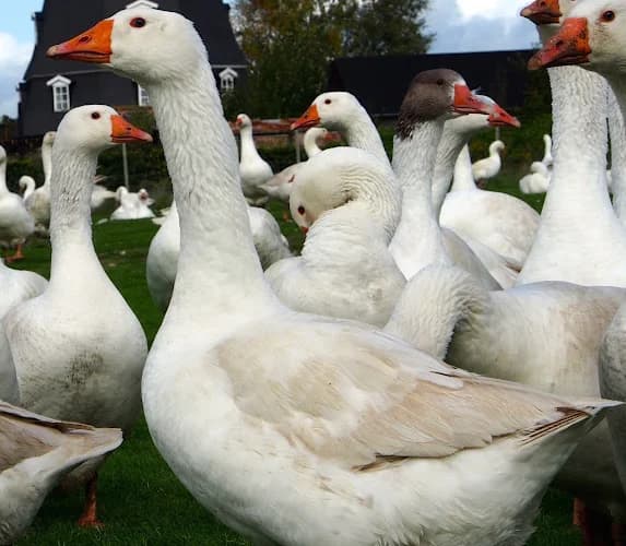 Kärra Gårdsslakteri & Rökeri