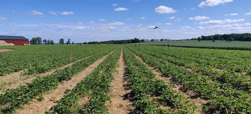 Kungsbro Jordgubbar - Självplock