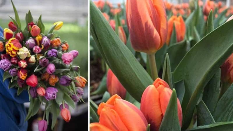 Lagergrens Handelsträdgård, AB