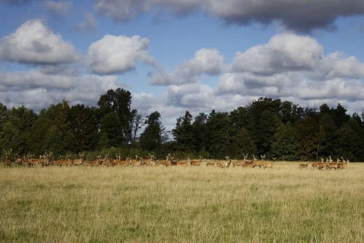 Långeruds Hjortgård