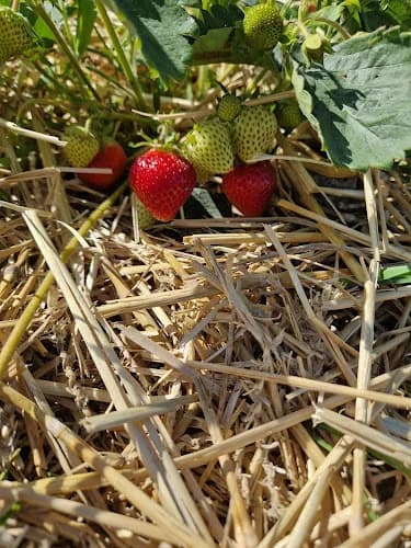 Linghems Bär, Självplock Jordgubbar