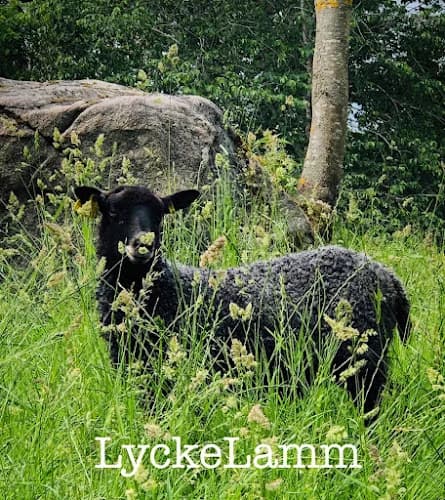 LyckeLamm