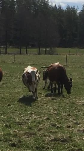 Östra Sågen Lantbruk