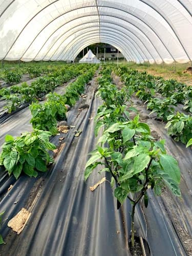 Pappi's Chilli Farm