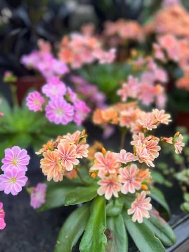 Rättviks Handelsträdgård