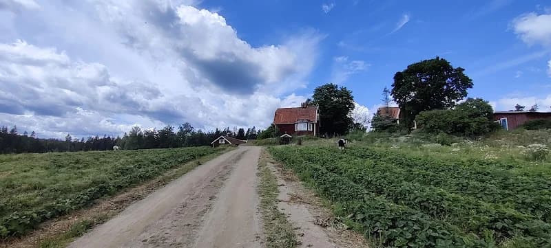 Römora Jordgubbar Självplock