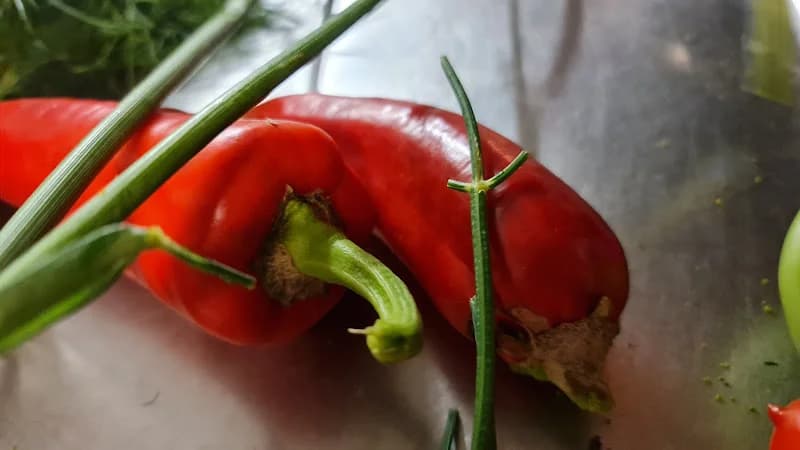 Rörbrakets Ekologiska grönsaker