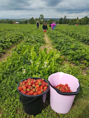 Sara och Anders Jordgubbar