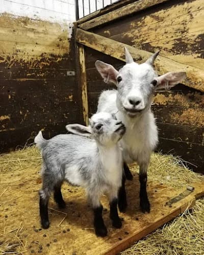 Skogsgläntans 4h gård