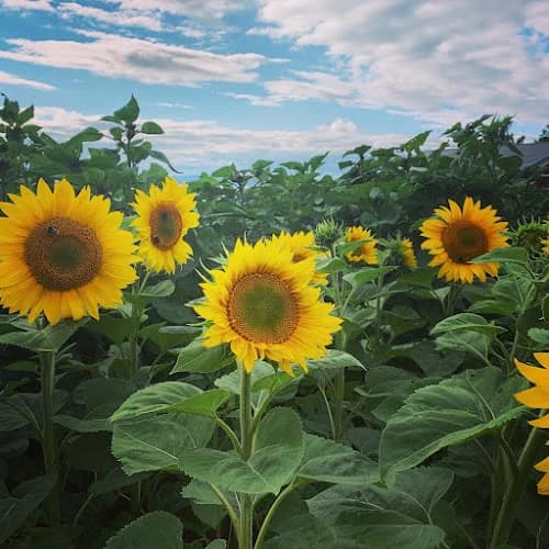 Strands Gård - Gårdsbutik