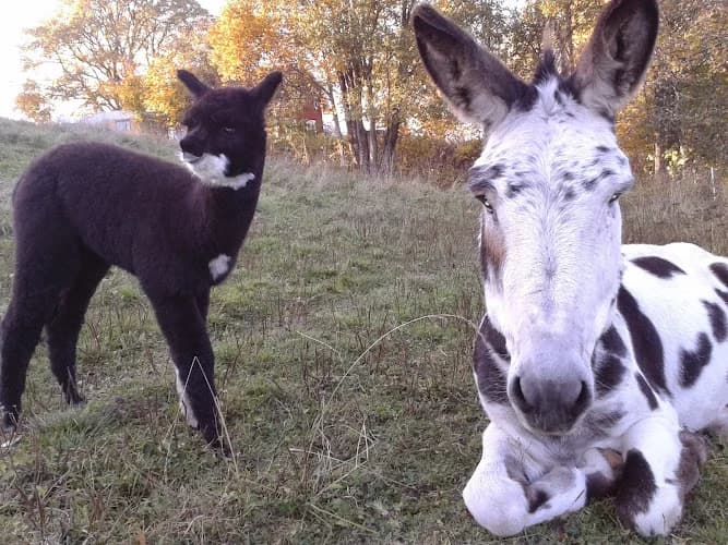Tulos Åsne & Alpacka farm