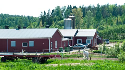 Kinsta Hönsgård