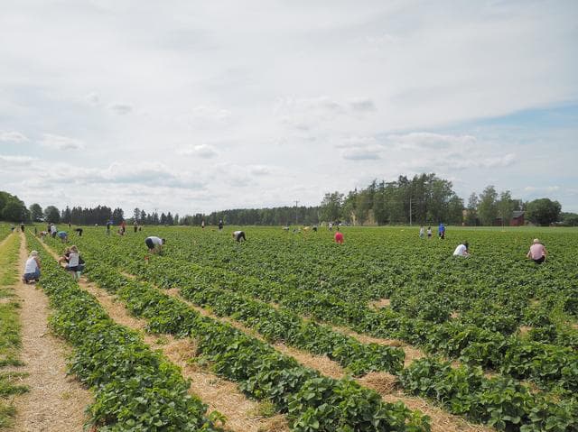 Värpeby Bär