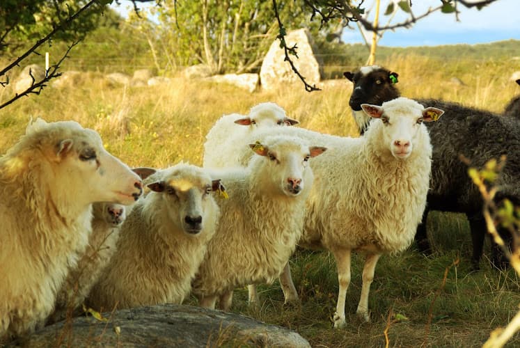 HamraGård