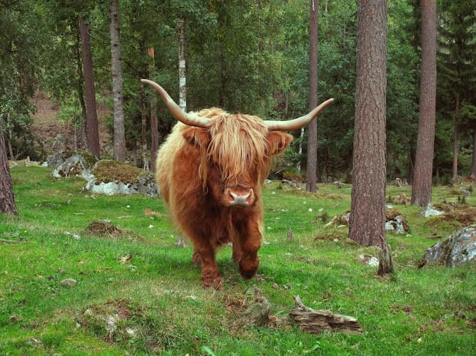 Gården i Långsjön