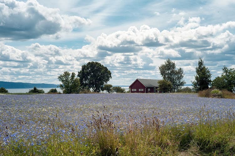 Visingsögrisen