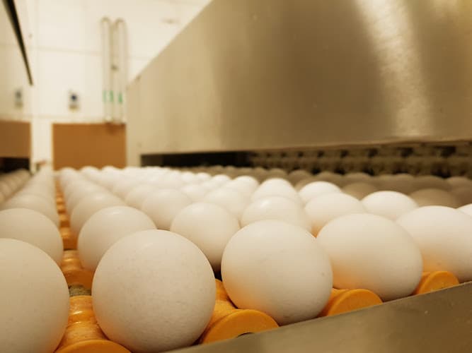 Torggummans Ägg
