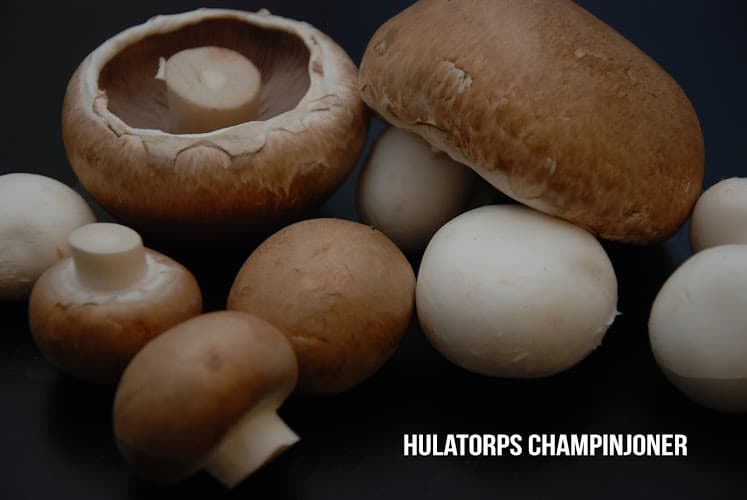 Hulatorps Champinjoner