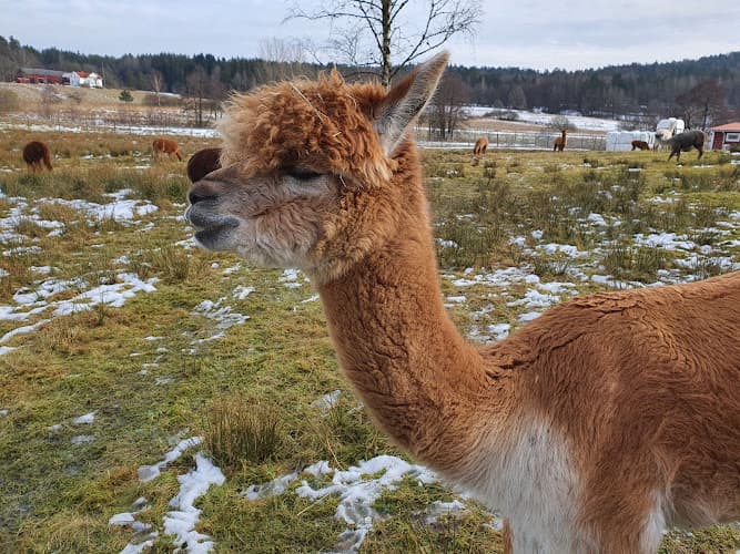 Skepplanda Alpackagård