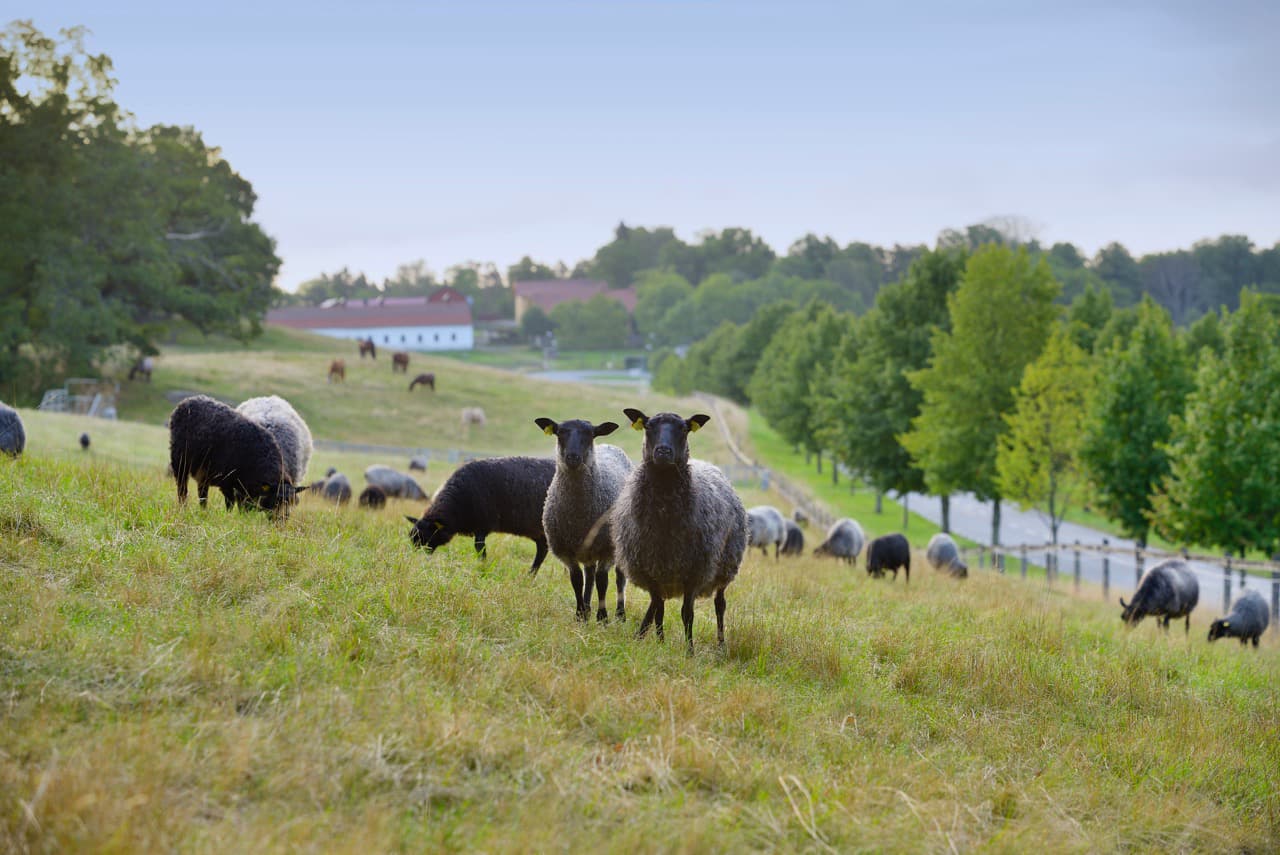Elfviks gård