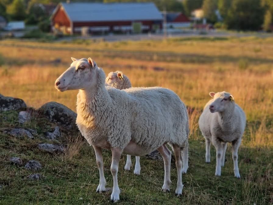 Norrby Ängar