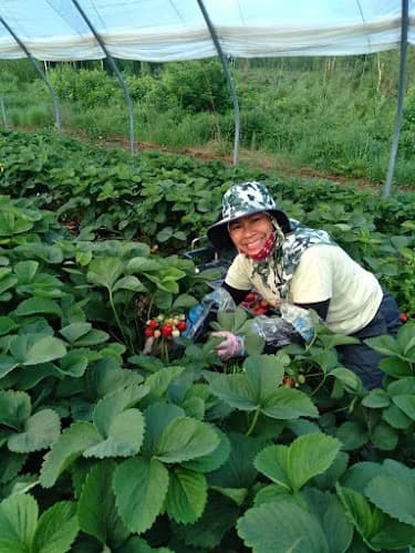 Brandts Gårdsbutik (inte självplock!)